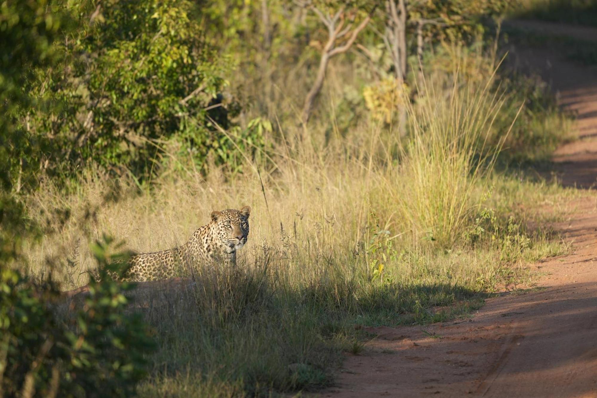 Shibula Safari Lodge Welgevonden Game Reserve Exterior foto