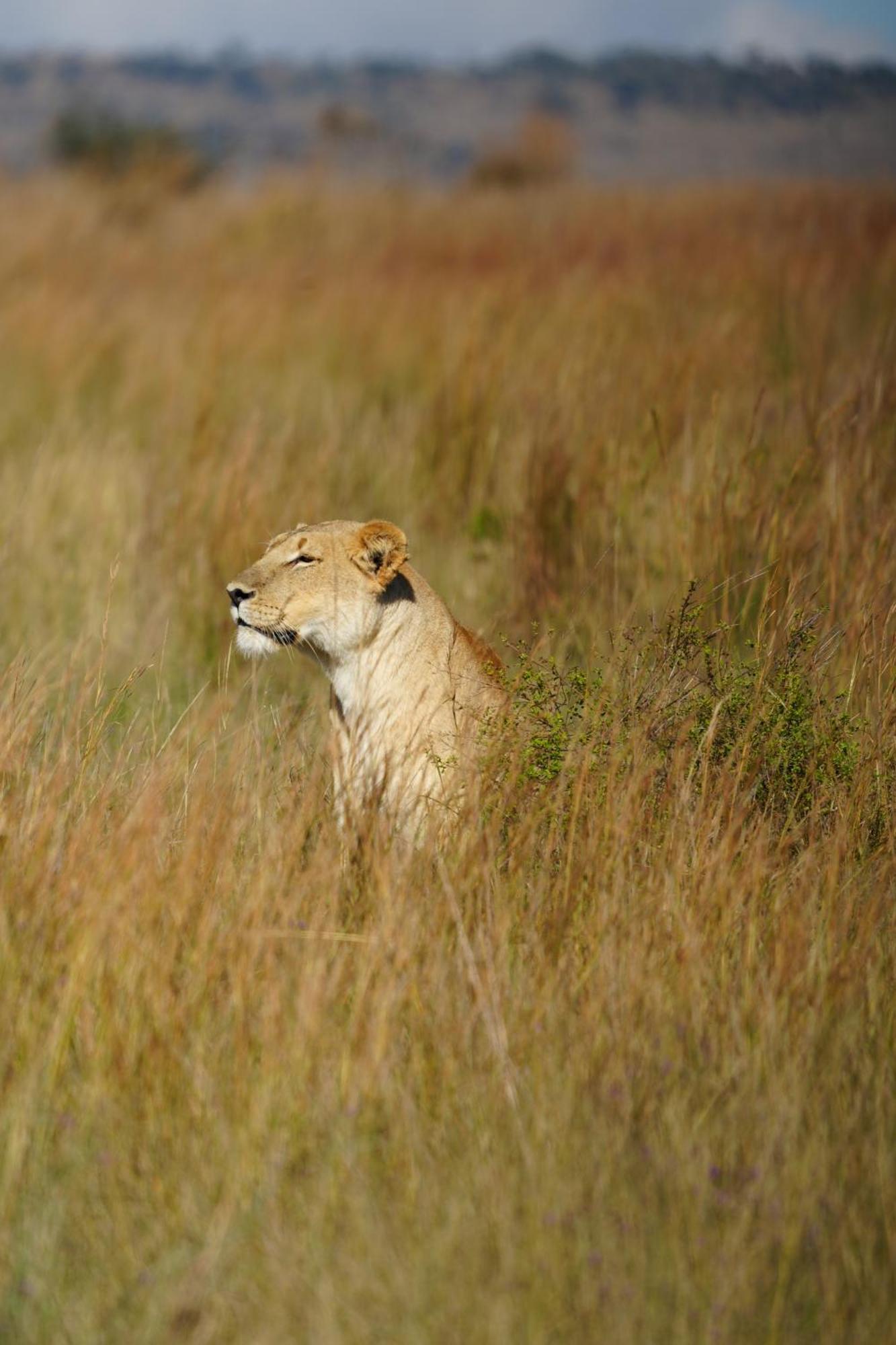 Shibula Safari Lodge Welgevonden Game Reserve Exterior foto
