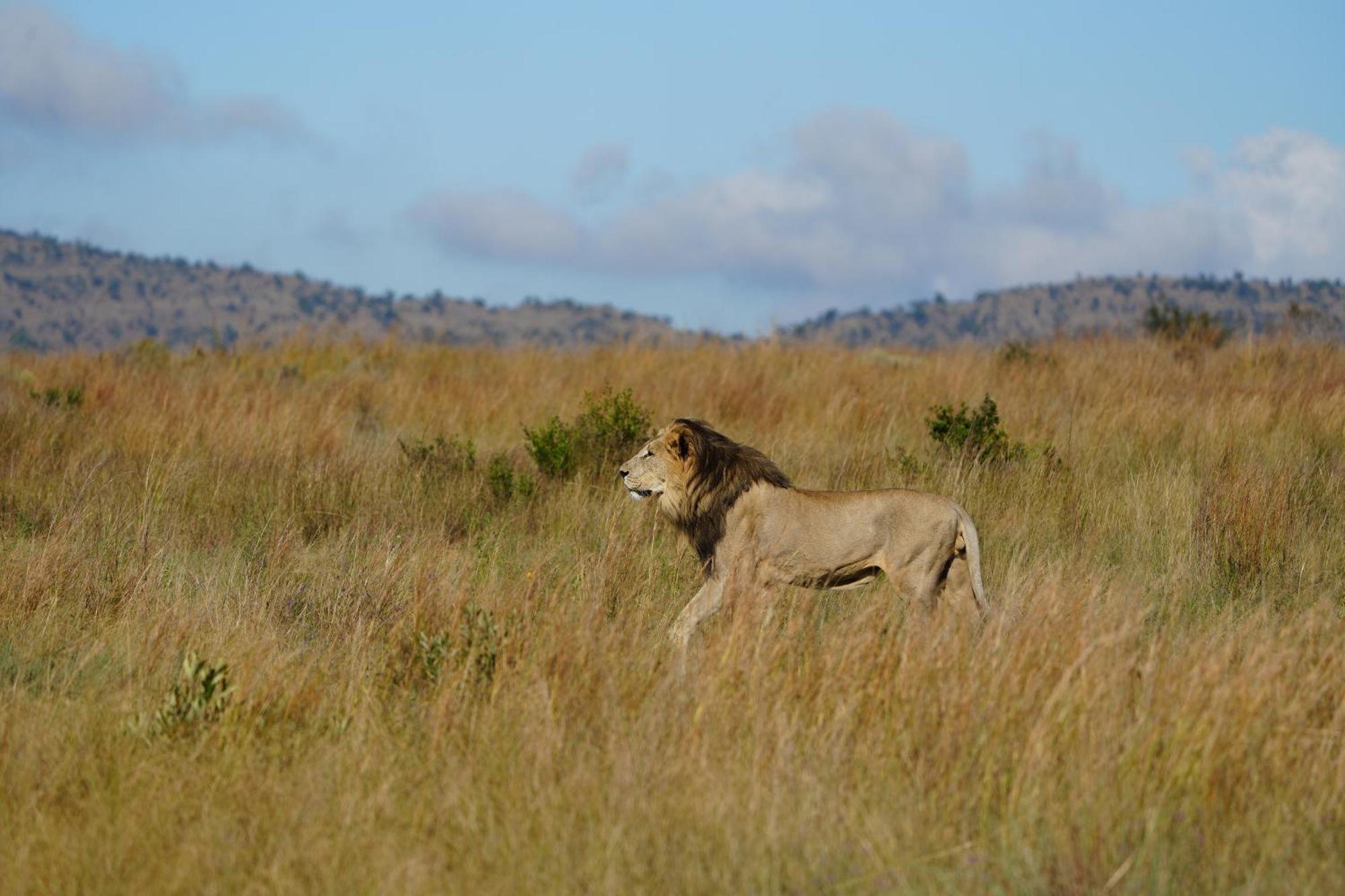 Shibula Safari Lodge Welgevonden Game Reserve Exterior foto
